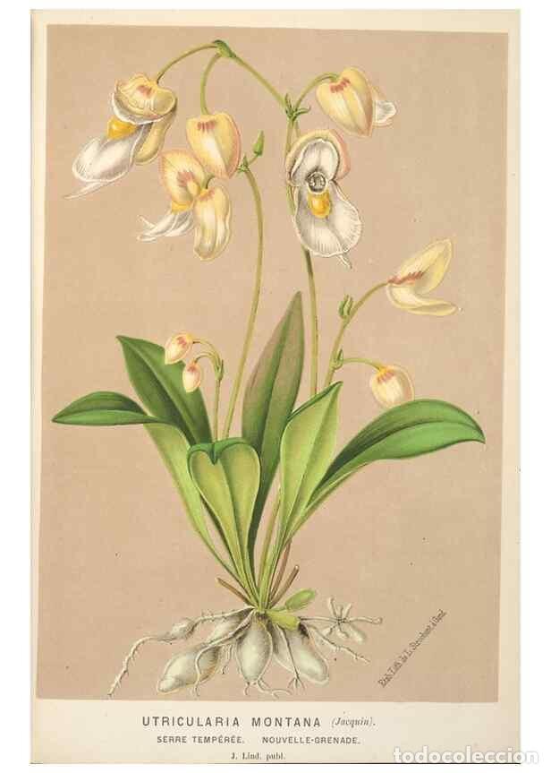 Collezionismo di Riviste e Giornali: Reproducci&oacute;n/Reproduction 49690956057: L'Illustration horticole :. Gand, Belgium :Imprimerie et lith