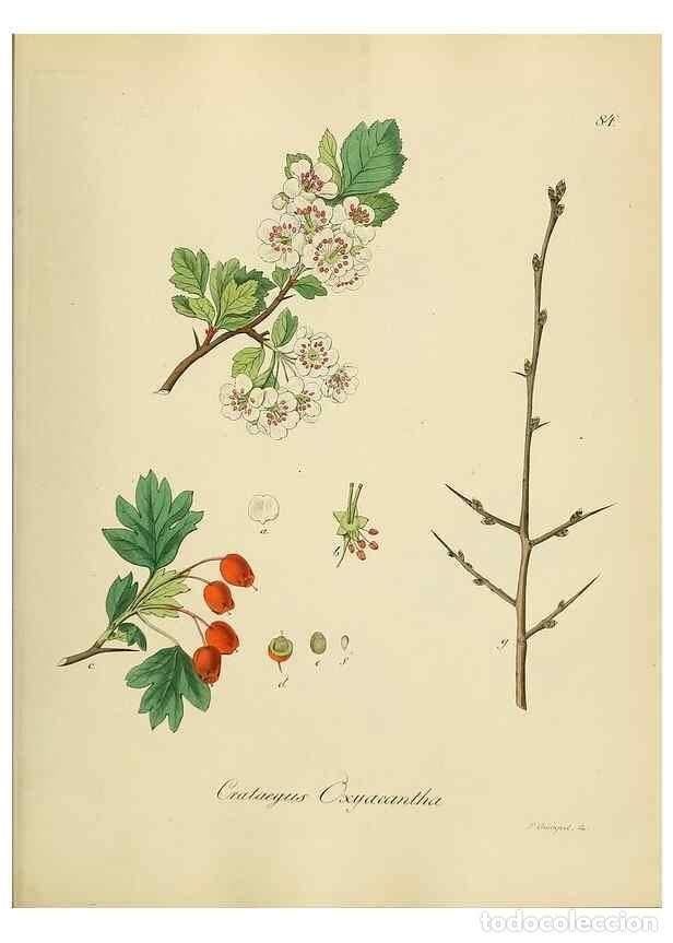 Collezionismo di Riviste e Giornali: Reproducci&oacute;n/Reproduction 49298696741: Vollst&auml;ndige Naturgeschichte der forstlichen Culturpflanzen D