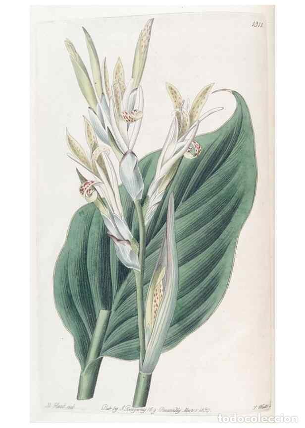 Collezionismo di Riviste e Giornali: Reproducci&oacute;n/Reproduction 49824795363: Edwards's botanical register.. London :James Ridgway,1829-184