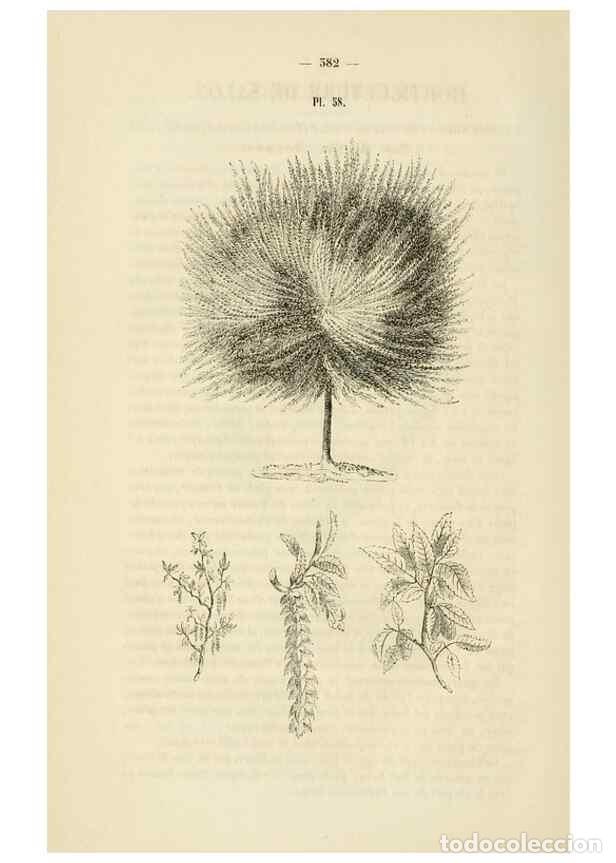 Collezionismo di Riviste e Giornali: Reproducci&oacute;n/Reproduction 49268993506: Belgique horticole.. Li&eacute;ge.. - Morren, Charles,