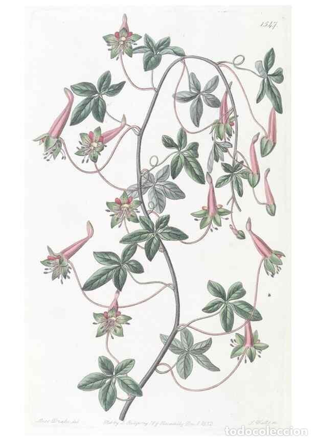 Collezionismo di Riviste e Giornali: Reproducci&oacute;n/Reproduction 49824686268: Edwards's botanical register.. London :James Ridgway,1829-184