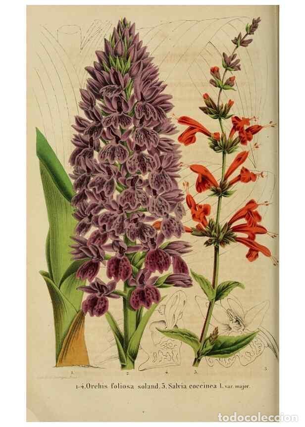 Collezionismo di Riviste e Giornali: Reproducci&oacute;n/Reproduction 49264475307: Belgique horticole.. Li&eacute;ge.. - Morren, Charles,