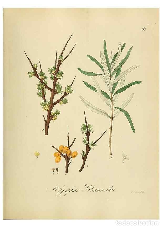 Collezionismo di Riviste e Giornali: Reproducci&oacute;n/Reproduction 49298894857: Vollst&auml;ndige Naturgeschichte der forstlichen Culturpflanzen D