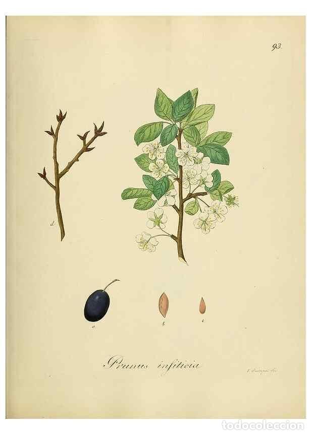 Collezionismo di Riviste e Giornali: Reproducci&oacute;n/Reproduction 49298698826: Vollst&auml;ndige Naturgeschichte der forstlichen Culturpflanzen D