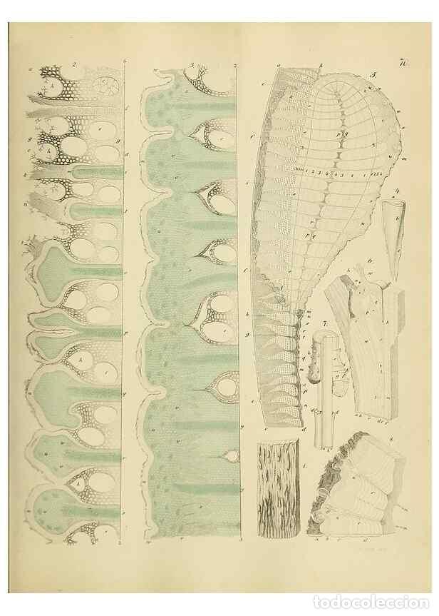 Collezionismo di Riviste e Giornali: Reproducci&oacute;n/Reproduction 49298897167: Vollst&auml;ndige Naturgeschichte der forstlichen Culturpflanzen D