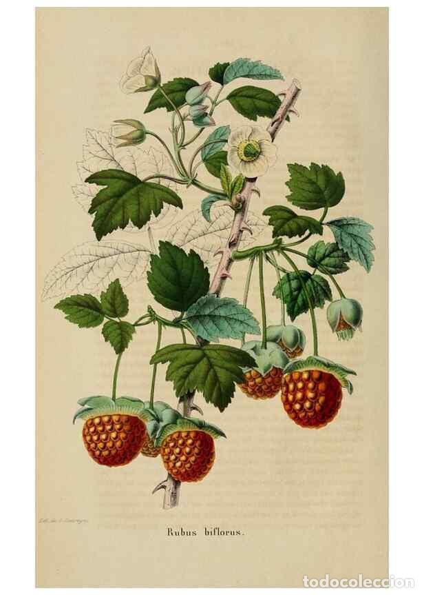 Collezionismo di Riviste e Giornali: Reproducci&oacute;n/Reproduction 49268988642: Belgique horticole.. Li&eacute;ge.. - Morren, Charles,