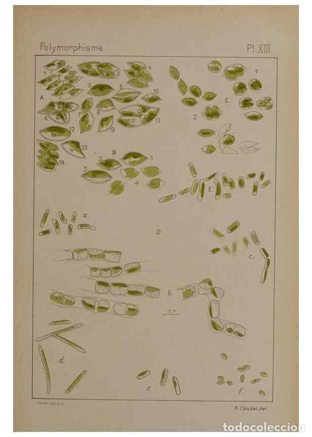 Collezionismo di Riviste e Giornali: Reproducci&oacute;n/Reproduction 49298422303: &Eacute;tude critique et exp&eacute;rimentale sur le polymorphisme des algu