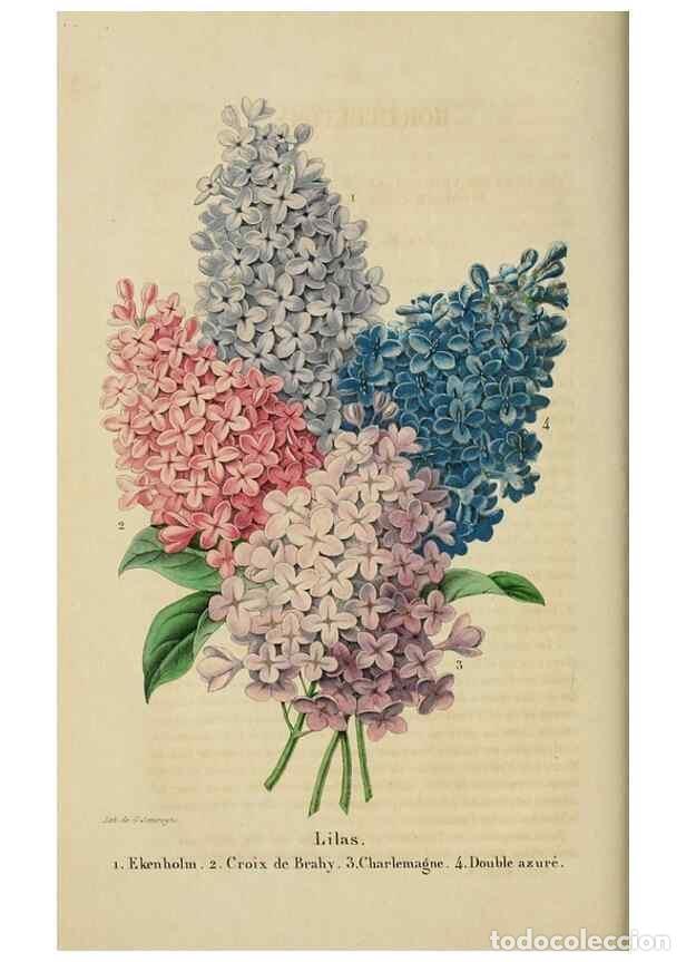 Collezionismo di Riviste e Giornali: Reproducci&oacute;n/Reproduction 49268792661: Belgique horticole.. Li&eacute;ge.. - Morren, Charles,