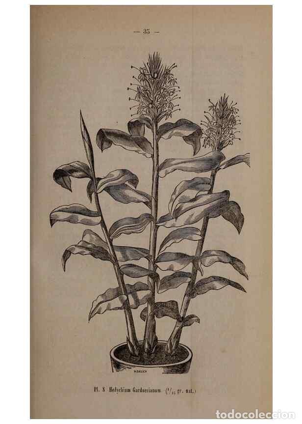 Collezionismo di Riviste e Giornali: Reproducci&oacute;n/Reproduction 49264286488: Belgique horticole.. Li&eacute;ge.. - Morren, Charles,