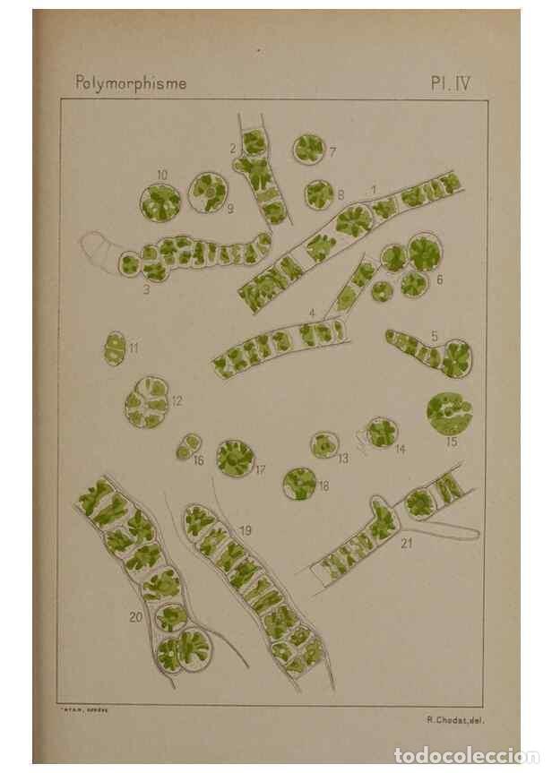 Collezionismo di Riviste e Giornali: Reproducci&oacute;n/Reproduction 49298903886: &Eacute;tude critique et exp&eacute;rimentale sur le polymorphisme des algu
