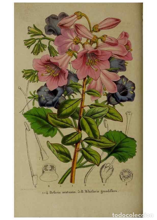 Collezionismo di Riviste e Giornali: Reproducci&oacute;n/Reproduction 49265343837: Belgique horticole.. Li&eacute;ge.. - Morren, Charles,