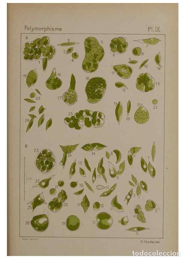 Collezionismo di Riviste e Giornali: Reproducci&oacute;n/Reproduction 49299110937: &Eacute;tude critique et exp&eacute;rimentale sur le polymorphisme des algu