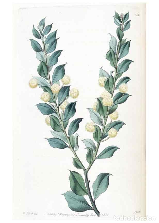 Collezionismo di Riviste e Giornali: Reproducci&oacute;n/Reproduction 49825333286: Edwards's botanical register.. London :James Ridgway,1829-184