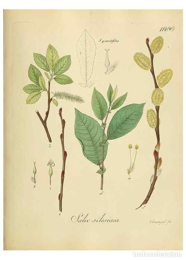 Colecionismo de Revistas e Jornais: Reproducci&oacute;n/Reproduction 49298703846: Vollst&auml;ndige Naturgeschichte der forstlichen Culturpflanzen D