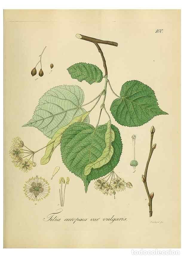 Colecionismo de Revistas e Jornais: Reproducci&oacute;n/Reproduction 49298215263: Vollst&auml;ndige Naturgeschichte der forstlichen Culturpflanzen D