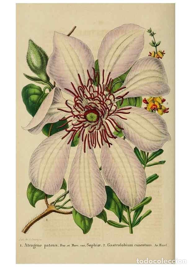 Colecionismo de Revistas e Jornais: Reproducci&oacute;n/Reproduction 49268992507: Belgique horticole.. Li&eacute;ge.. - Morren, Charles,