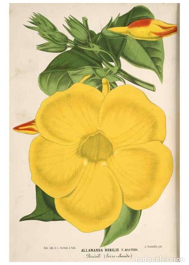 Colecionismo de Revistas e Jornais: Reproducci&oacute;n/Reproduction 49690841622: L'Illustration horticole :. Gand, Belgium :Imprimerie et lith