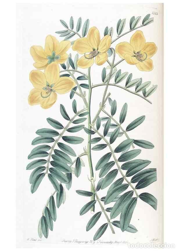 Colecionismo de Revistas e Jornais: Reproducci&oacute;n/Reproduction 49825651872: Edwards's botanical register.. London :James Ridgway,1829-184