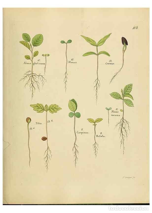 Colecionismo de Revistas e Jornais: Reproducci&oacute;n/Reproduction 49298701321: Vollst&auml;ndige Naturgeschichte der forstlichen Culturpflanzen D