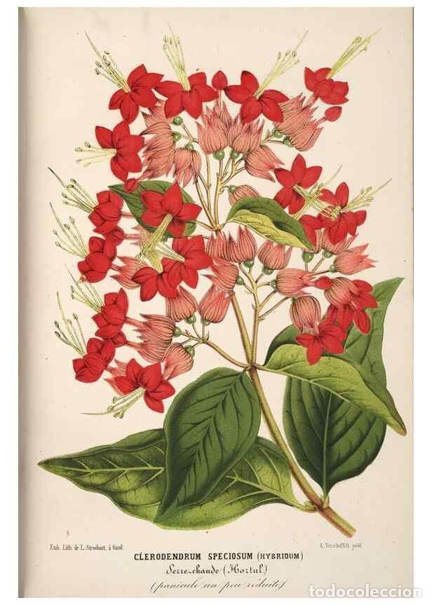 Colecionismo de Revistas e Jornais: Reproducci&oacute;n/Reproduction 49689999148: L'Illustration horticole :. Gand, Belgium :Imprimerie et lith