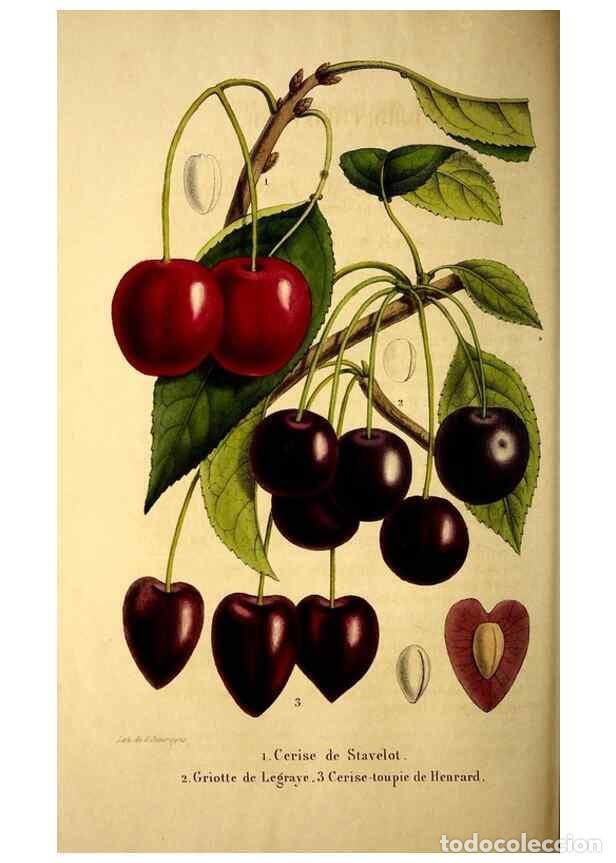 Colecionismo de Revistas e Jornais: Reproducci&oacute;n/Reproduction 49269540437: Belgique horticole.. Li&eacute;ge.. - Morren, Charles,