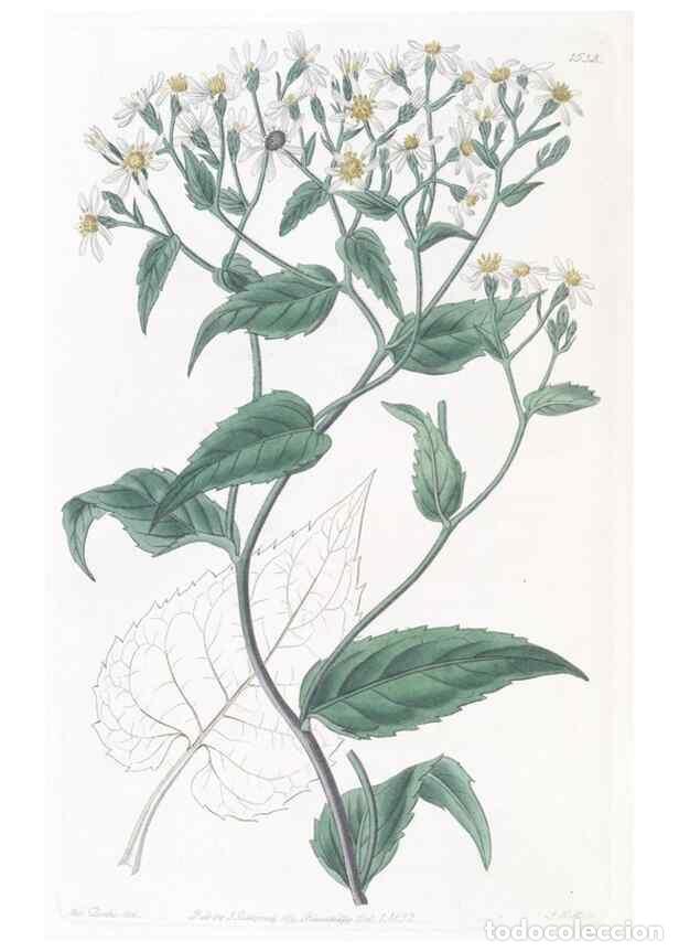 Colecionismo de Revistas e Jornais: Reproducci&oacute;n/Reproduction 49825536197: Edwards's botanical register.. London :James Ridgway,1829-184