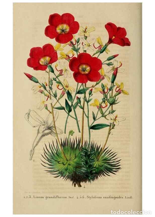 Colecionismo de Revistas e Jornais: Reproducci&oacute;n/Reproduction 49268800841: Belgique horticole.. Li&eacute;ge.. - Morren, Charles,