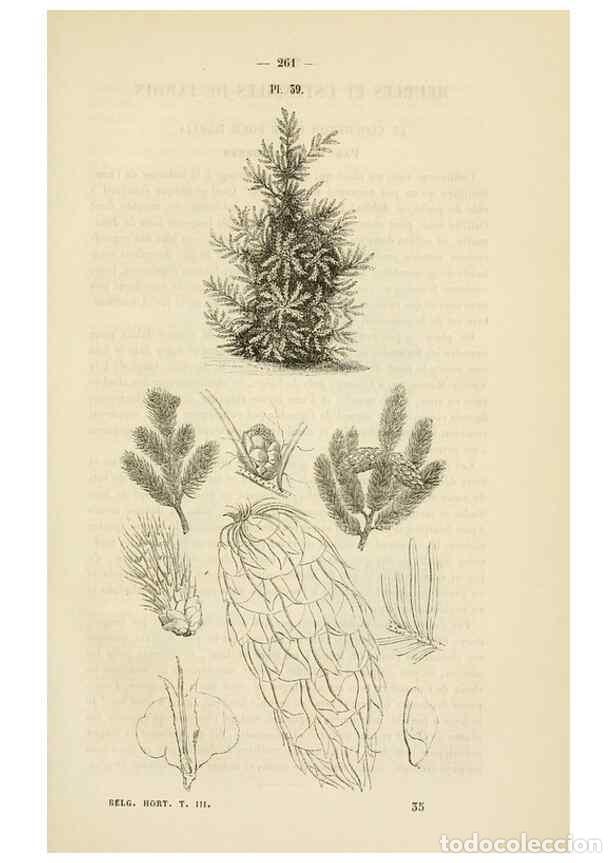 Colecionismo de Revistas e Jornais: Reproducci&oacute;n/Reproduction 49268529478: Belgique horticole.. Li&eacute;ge.. - Morren, Charles,