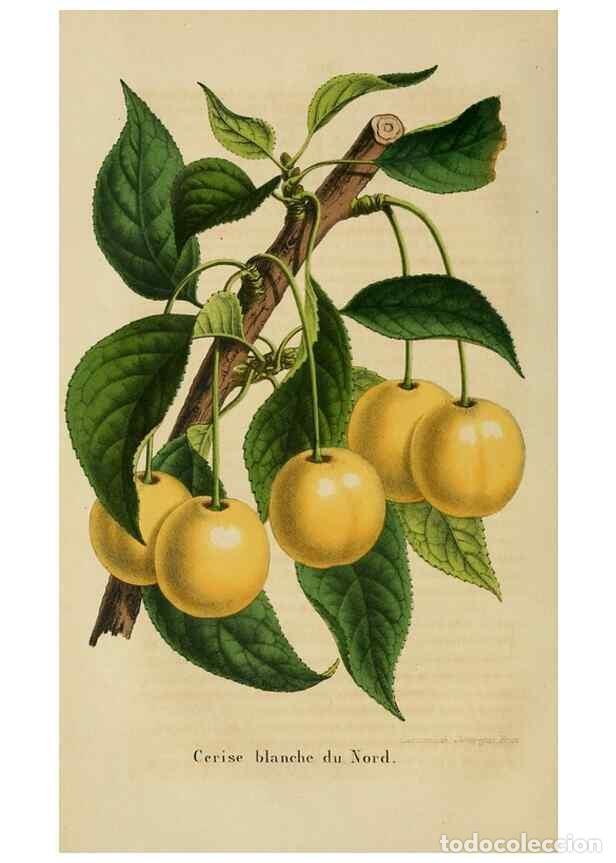 Colecionismo de Revistas e Jornais: Reproducci&oacute;n/Reproduction 49264612803: Belgique horticole.. Li&eacute;ge.. - Morren, Charles,