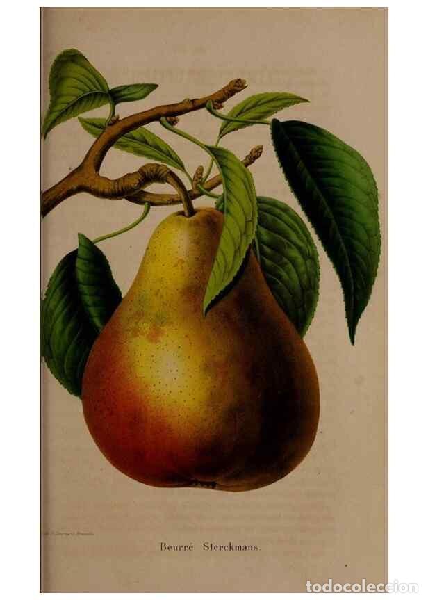 Collezionismo di Riviste e Giornali: Reproducci&oacute;n/Reproduction 49264756396: Belgique horticole.. Li&eacute;ge.. - Morren, Charles,