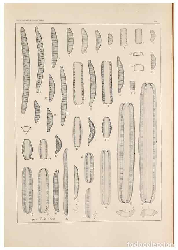 Collezionismo di Riviste e Giornali: Reproducci&oacute;n/Reproduction 49351966128: Atlas der Diatomaceen-Kunde /. Leipzig :O.R. Reisland,[1874-1