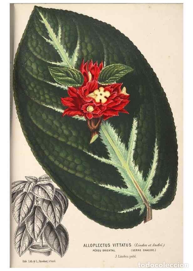 Collezionismo di Riviste e Giornali: Reproducci&oacute;n/Reproduction 49690902772: L'Illustration horticole :. Gand, Belgium :Imprimerie et lith