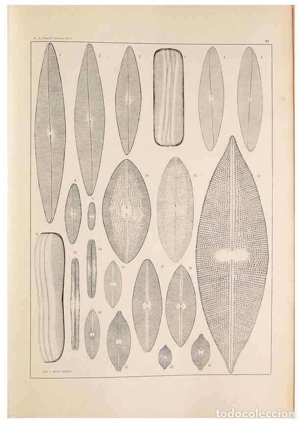 Collezionismo di Riviste e Giornali: Reproducci&oacute;n/Reproduction 49351969888: Atlas der Diatomaceen-Kunde /. Leipzig :O.R. Reisland,[1874-1