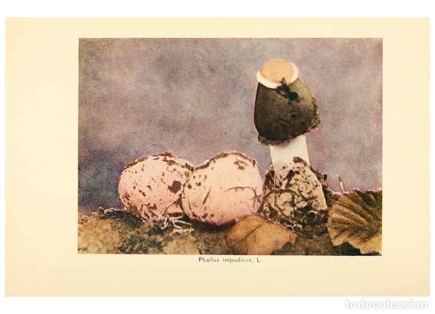 Collezionismo di Riviste e Giornali: Reproducci&oacute;n/Reproduction 49345311073: The mushroom book.. New York,Doubleday, Page,1901.. - Marshal