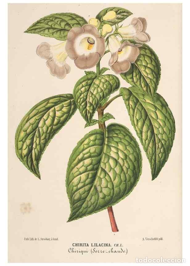 Colecionismo de Revistas e Jornais: Reproducci&oacute;n/Reproduction 49690003683: L'Illustration horticole :. Gand, Belgium :Imprimerie et lith