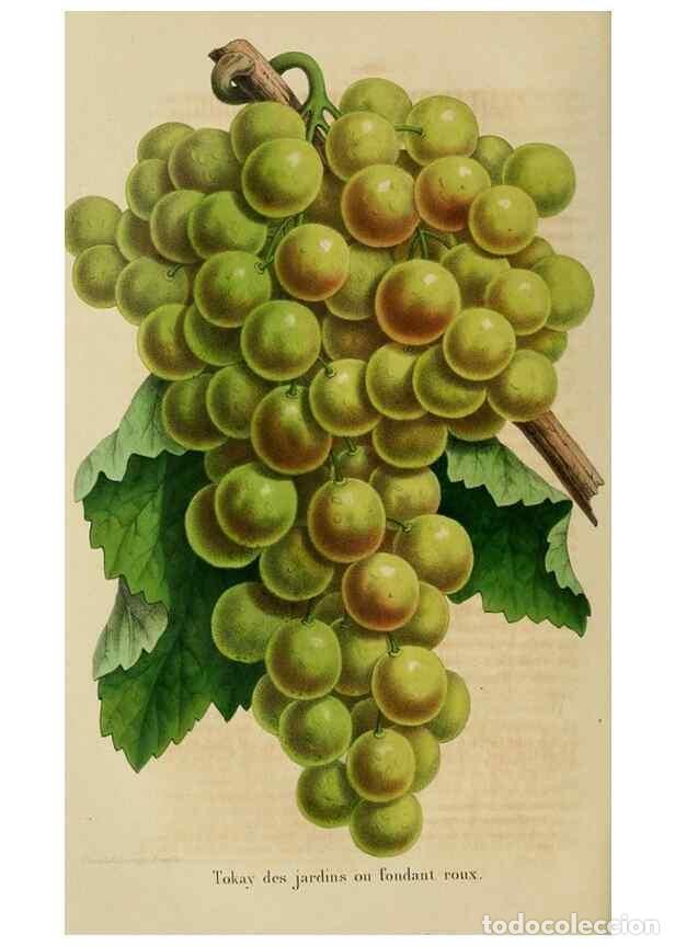 Colecionismo de Revistas e Jornais: Reproducci&oacute;n/Reproduction 49264619778: Belgique horticole.. Li&eacute;ge.. - Morren, Charles,