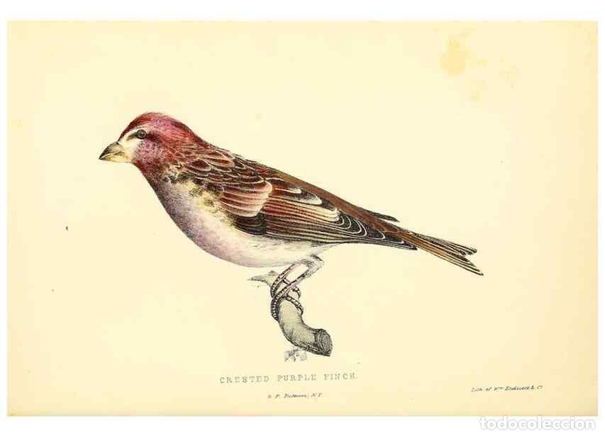 Colecionismo de Revistas e Jornais: Reproducci&oacute;n/Reproduction 49352460898: Rural hours. New York,George P. Putnam,1851.. - Cooper, Susan