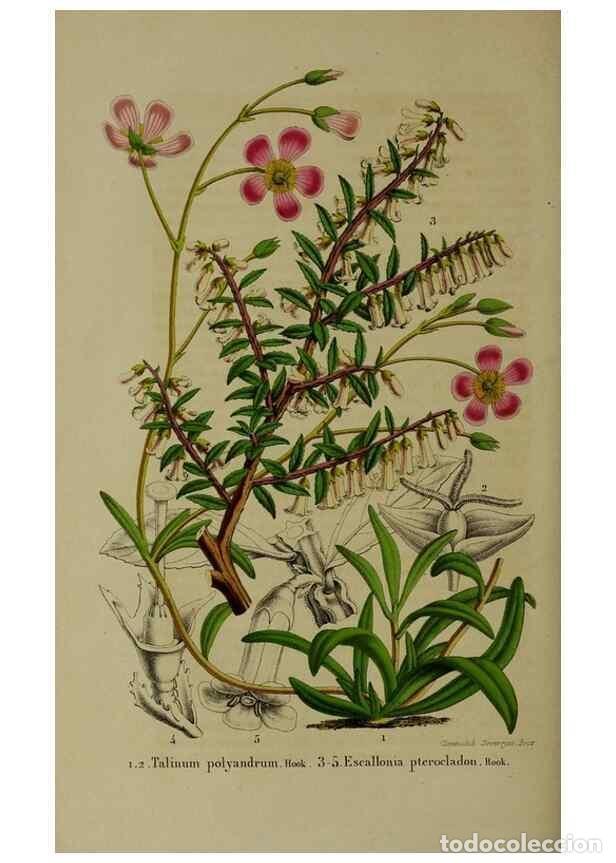 Colecionismo de Revistas e Jornais: Reproducci&oacute;n/Reproduction 49264692103: Belgique horticole.. Li&eacute;ge.. - Morren, Charles,