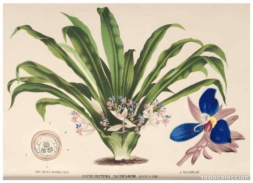 Colecionismo de Revistas e Jornais: Reproducci&oacute;n/Reproduction 49690004868: L'Illustration horticole :. Gand, Belgium :Imprimerie et lith