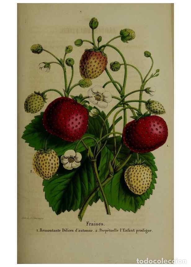 Colecionismo de Revistas e Jornais: Reproducci&oacute;n/Reproduction 49265349632: Belgique horticole.. Li&eacute;ge.. - Morren, Charles,