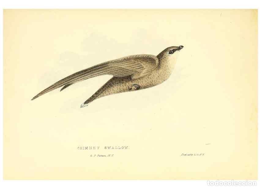 Colecionismo de Revistas e Jornais: Reproducci&oacute;n/Reproduction 49353127087: Rural hours. New York,George P. Putnam,1851.. - Cooper, Susan