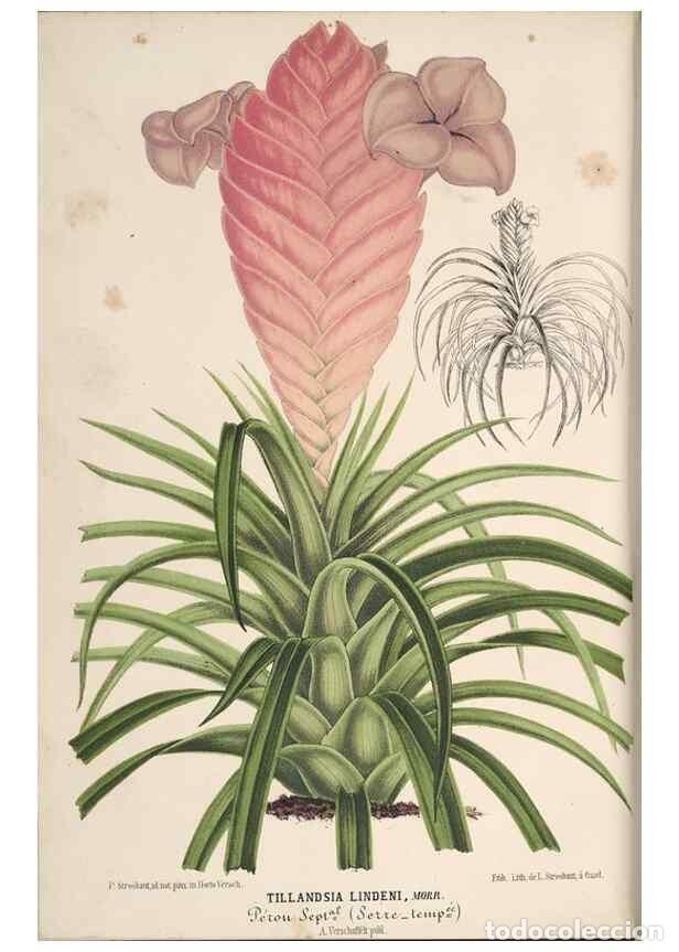 Colecionismo de Revistas e Jornais: Reproducci&oacute;n/Reproduction 49690847852: L'Illustration horticole :. Gand, Belgium :Imprimerie et lith