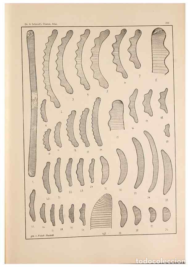 Colecionismo de Revistas e Jornais: Reproducci&oacute;n/Reproduction 49352433996: Atlas der Diatomaceen-Kunde /. Leipzig :O.R. Reisland,[1874-1