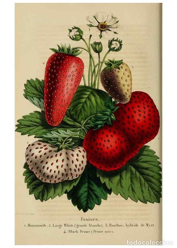 Colecionismo de Revistas e Jornais: Reproducci&oacute;n/Reproduction 49268989482: Belgique horticole.. Li&eacute;ge.. - Morren, Charles,