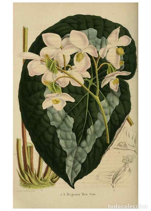 Colecionismo de Revistas e Jornais: Reproducci&oacute;n/Reproduction 49264480427: Belgique horticole.. Li&eacute;ge.. - Morren, Charles,