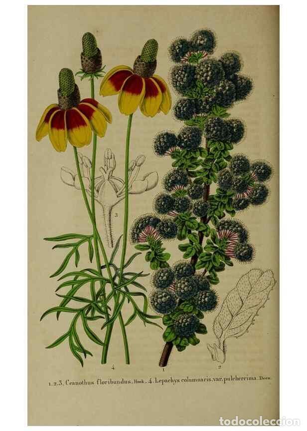 Colecionismo de Revistas e Jornais: Reproducci&oacute;n/Reproduction 49265150256: Belgique horticole.. Li&eacute;ge.. - Morren, Charles,