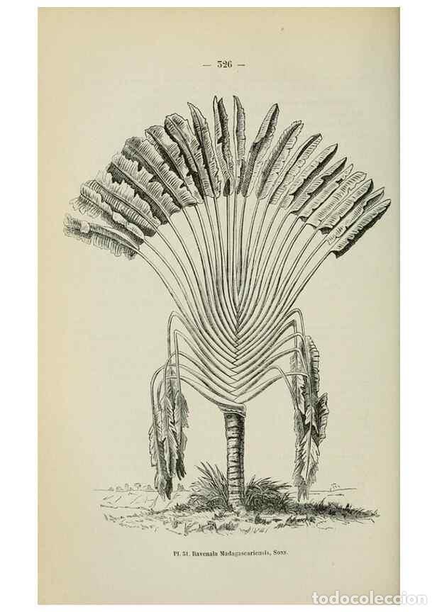 Colecionismo de Revistas e Jornais: Reproducci&oacute;n/Reproduction 49264289381: Belgique horticole.. Li&eacute;ge.. - Morren, Charles,