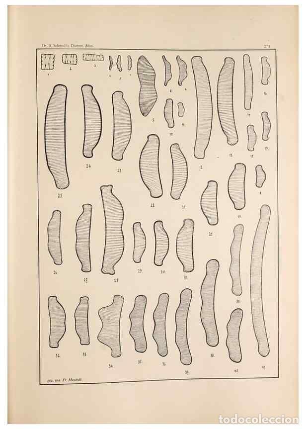 Colecionismo de Revistas e Jornais: Reproducci&oacute;n/Reproduction 49351973248: Atlas der Diatomaceen-Kunde /. Leipzig :O.R. Reisland,[1874-1