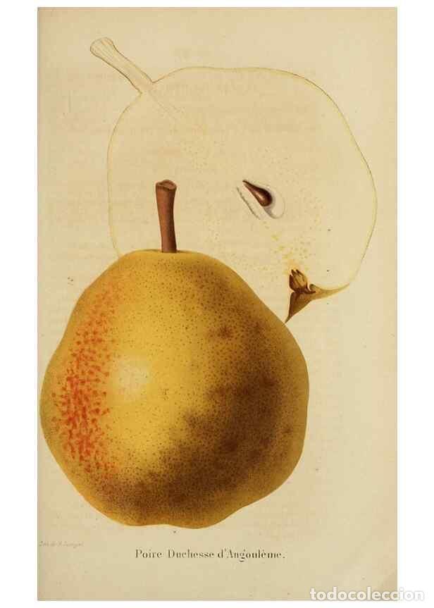 Colecionismo de Revistas e Jornais: Reproducci&oacute;n/Reproduction 49263819978: Belgique horticole.. Li&eacute;ge.. - Morren, Charles,