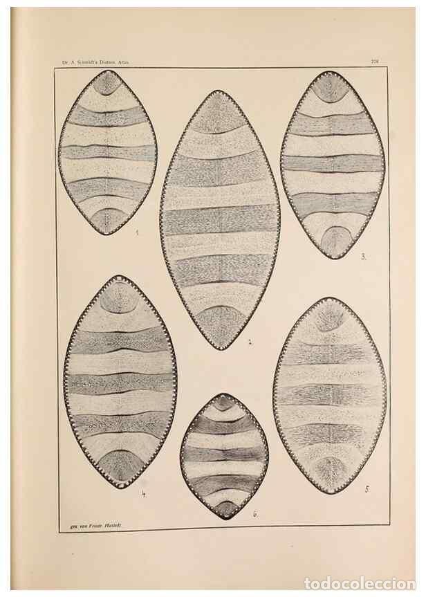 Colecionismo de Revistas e Jornais: Reproducci&oacute;n/Reproduction 49351975298: Atlas der Diatomaceen-Kunde /. Leipzig :O.R. Reisland,[1874-1